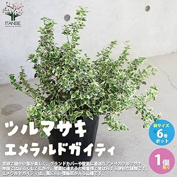Amazon.co.jp: アメリカツルマサキ・エメラルドガイティ 6号
